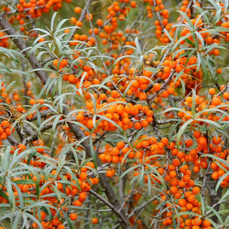 flowering-hedge-plants-for-uk-gardens-our-top-picks-roots-plants