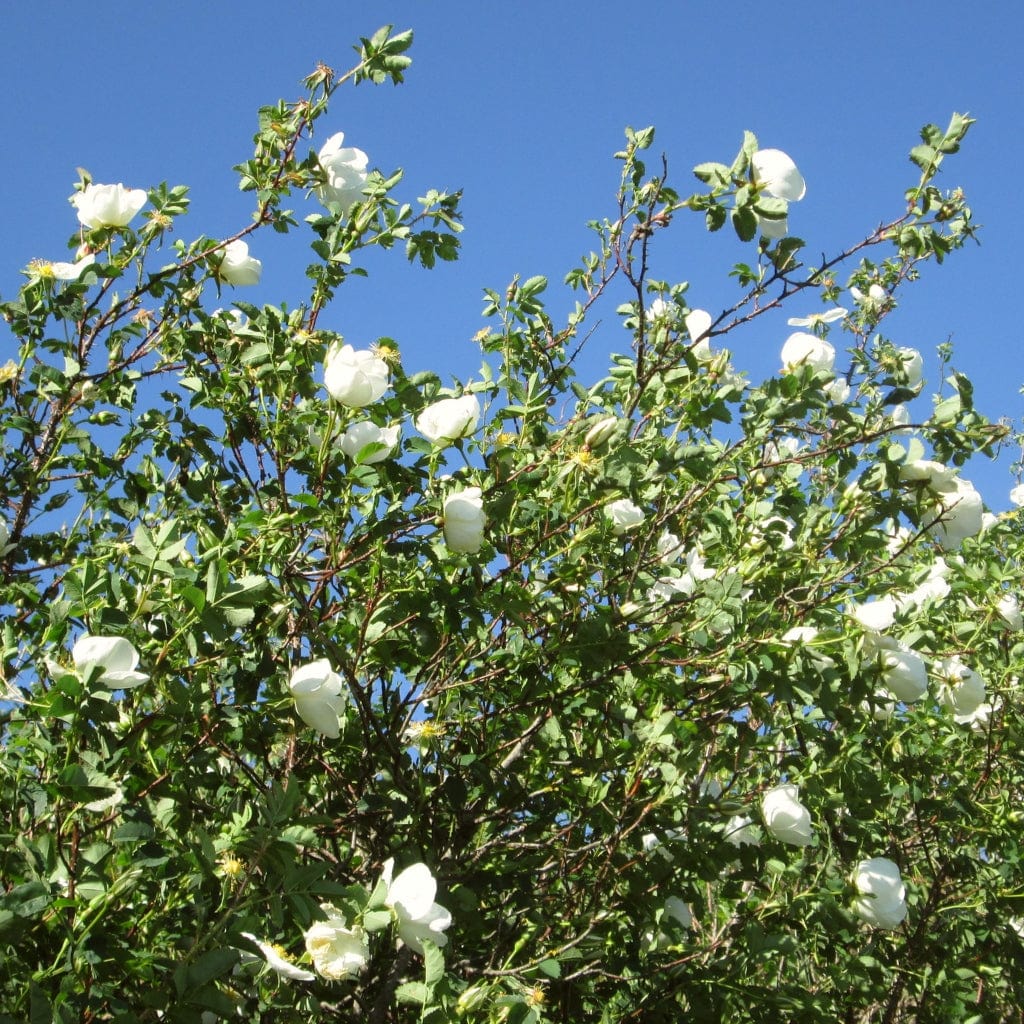 How to grow Scotch roses: hardy, scented and reliable - The Field