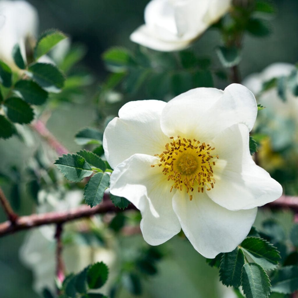 Online Plant Guide - Rosa spinosissima 'Scotch Rose' / Scotch Rose