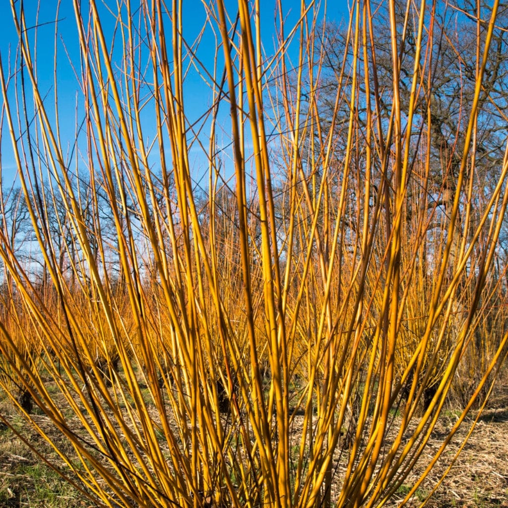 Scarlet Willow Hedging | Salix alba 'Chermesina' – Roots Plants