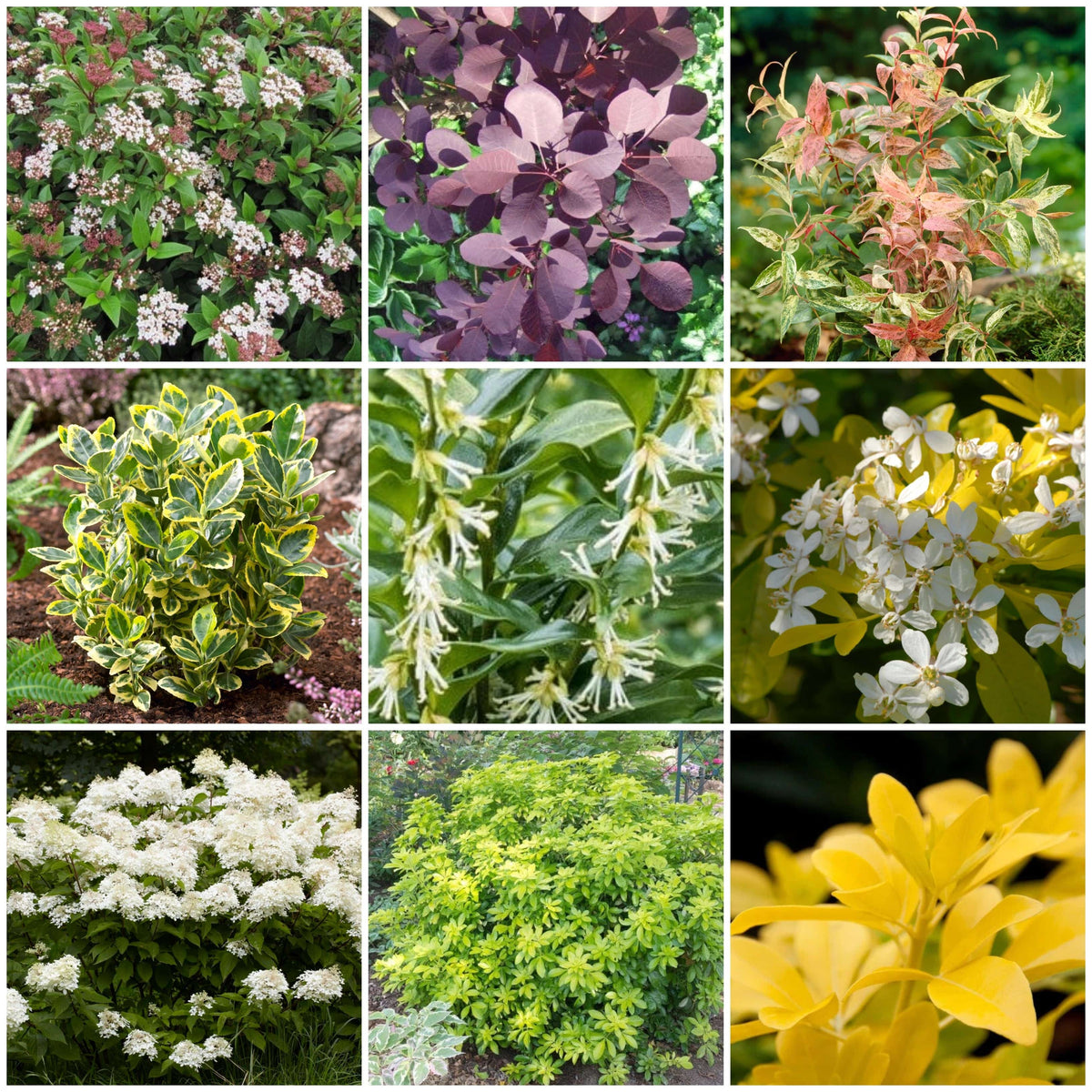 Best Shrubs For Borders - Roots Plants