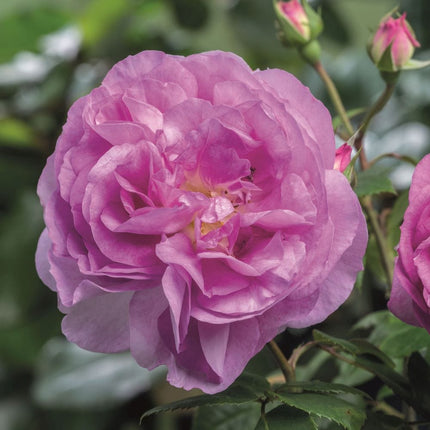 Saphir' Shrub Rose Shrubs