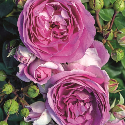 Saphir' Shrub Rose Shrubs