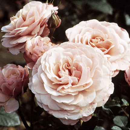 Sexy Rexy' Floribunda Rose Shrubs