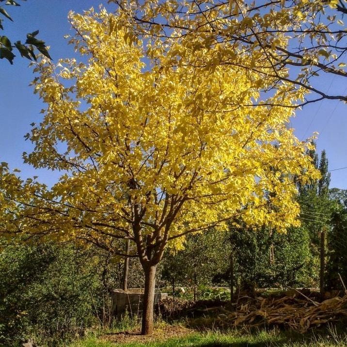 Honeylocust Tree | Gleditsia triacanthos 'Sunburst'