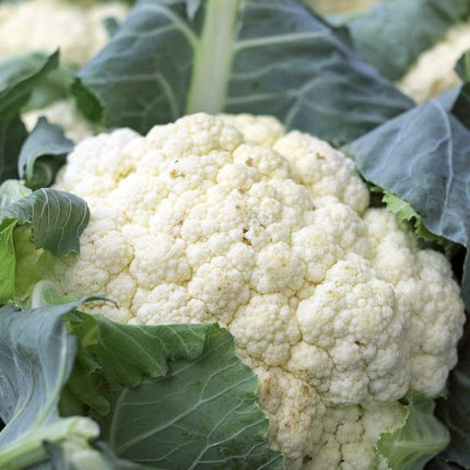 Tirza' Cauliflower Plants Vegetables