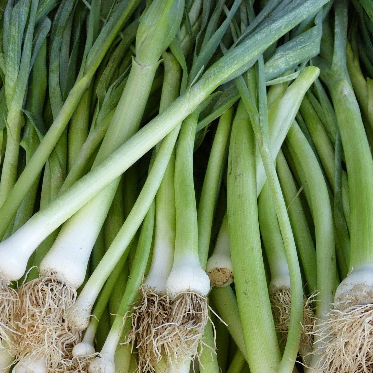 'White Lisbon' Spring Onion Plants – Roots Plants