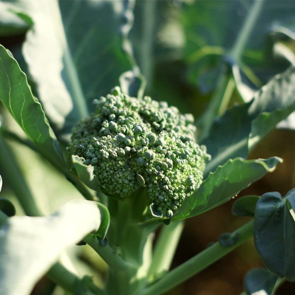 'Sweet Stem' Broccoli Plants