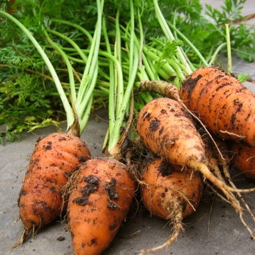 'Chantenay' Carrot Plants