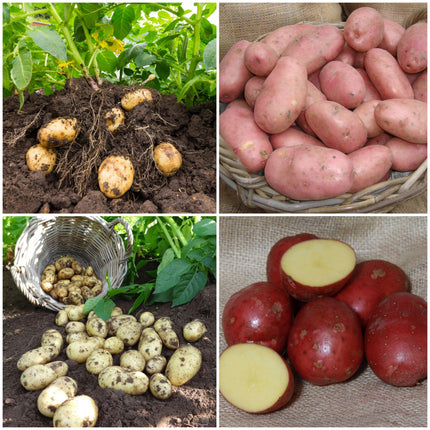 Organic Growing Seed Potato Pack | Growers Choice Vegetables