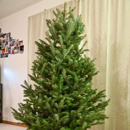 6ft Premium Cut Real Christmas Tree | Fraser Fir Christmas Trees