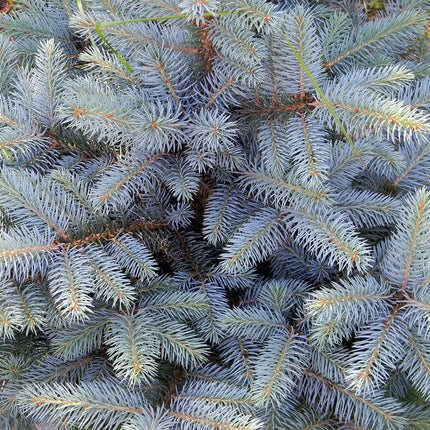 4-5ft Blue Spruce Christmas Tree Christmas Trees