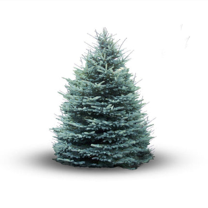 5ft Premium Blue Spruce Christmas Tree | 5L Pot Christmas Trees