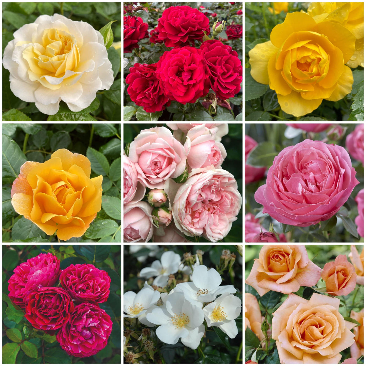 Shrub Rose Collection | Roses For The Border – Roots Plants