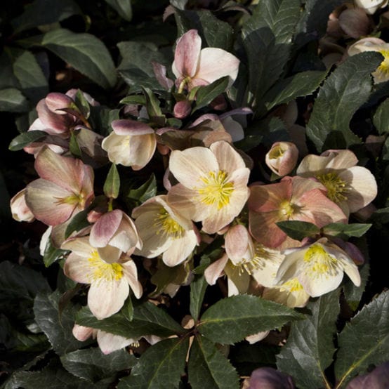 'Camelot®' Snow Rose | Hellebore Gold Collection®