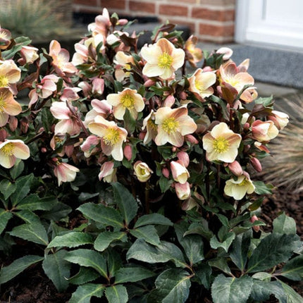 'Camelot®' Snow Rose | Hellebore Gold Collection® Perennial Bedding