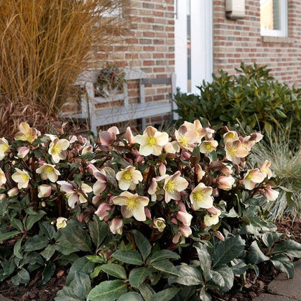 'Camelot®' Snow Rose | Hellebore Gold Collection® Perennial Bedding