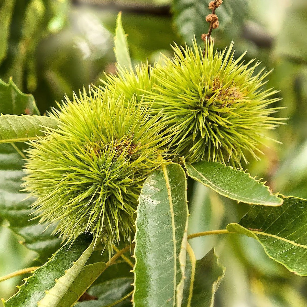 Chestnut Tree | Castanea sativa - Roots Plants