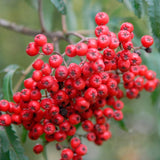 Cut Leaf Rowan Tree | Sorbus 'Chinese Lace' Ornamental Trees