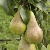 Concorde Pear Tree Fruit Trees