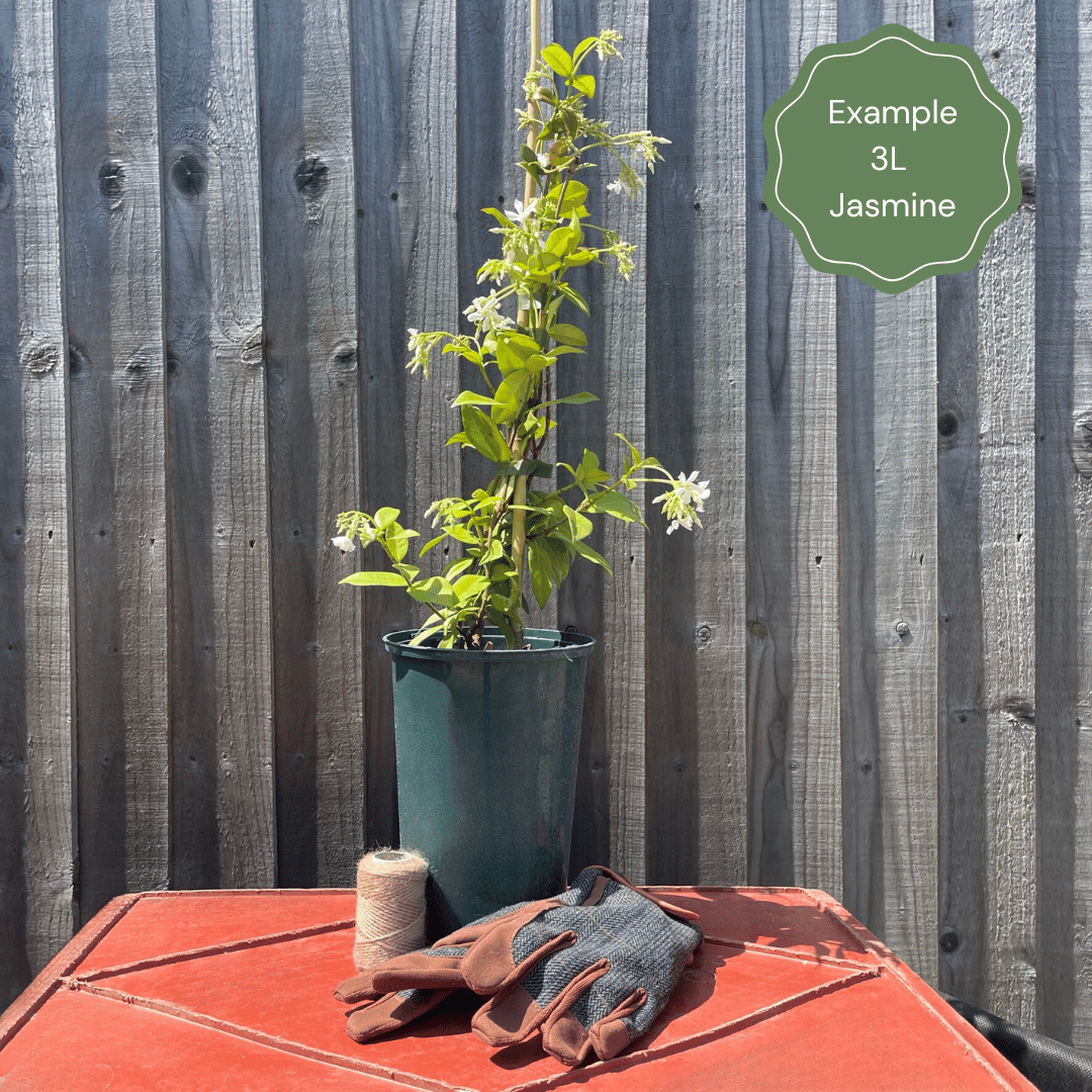 Stephen Jasmine | Jasminum x stephanense - Roots Plants