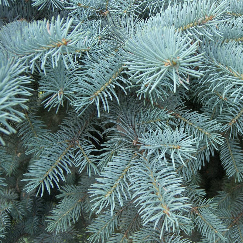 4 5ft Blue Spruce Christmas Tree Roots Plants   Forest XMS013 1200x1200 