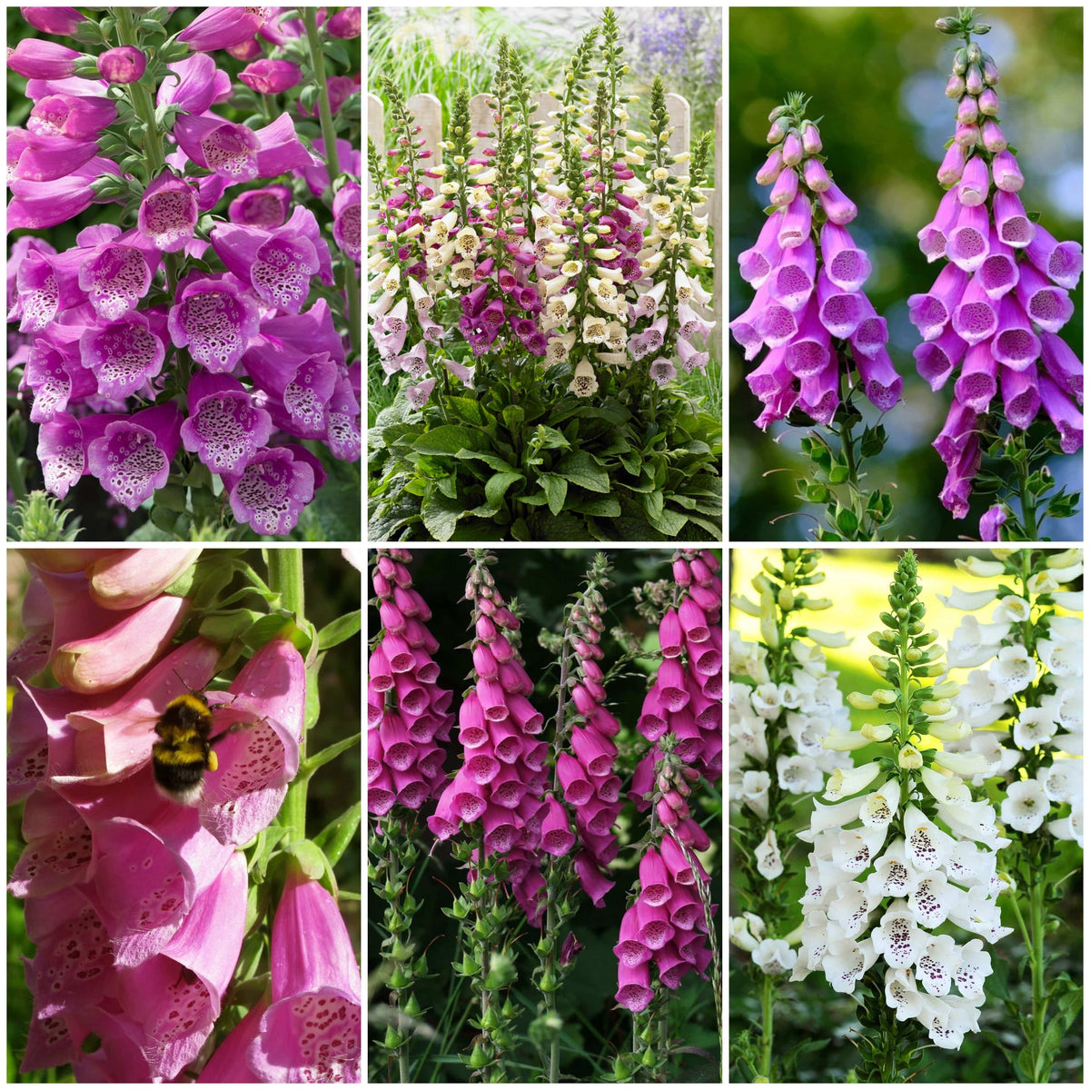 Favourite Foxgloves Collection – Roots Plants