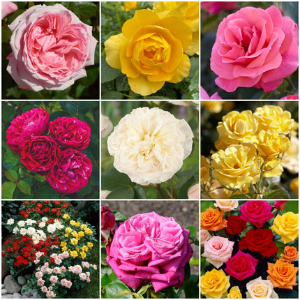 Fragrant Rose Collection Shrubs