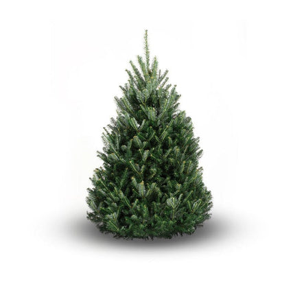 6ft Premium Cut Real Christmas Tree | Fraser Fir Christmas Trees