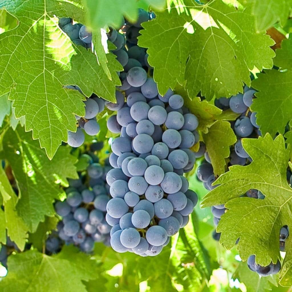 Chambourcin Bunch Grape Vine Ison's Nursery Vineyard, 49% OFF