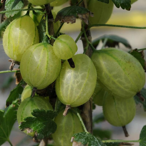 Gooseberry Bushes: Shop Heavy Cropping Gooseberry Plants - Roots Plants