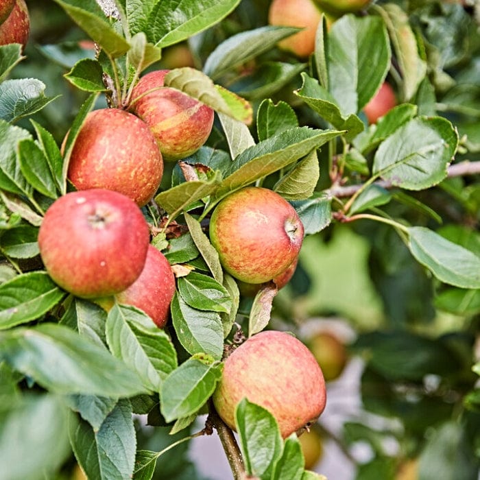 'Kidd's Orange Red' Apple Tree