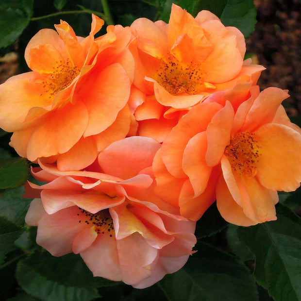 Together Forever' Floribunda Rose Shrubs