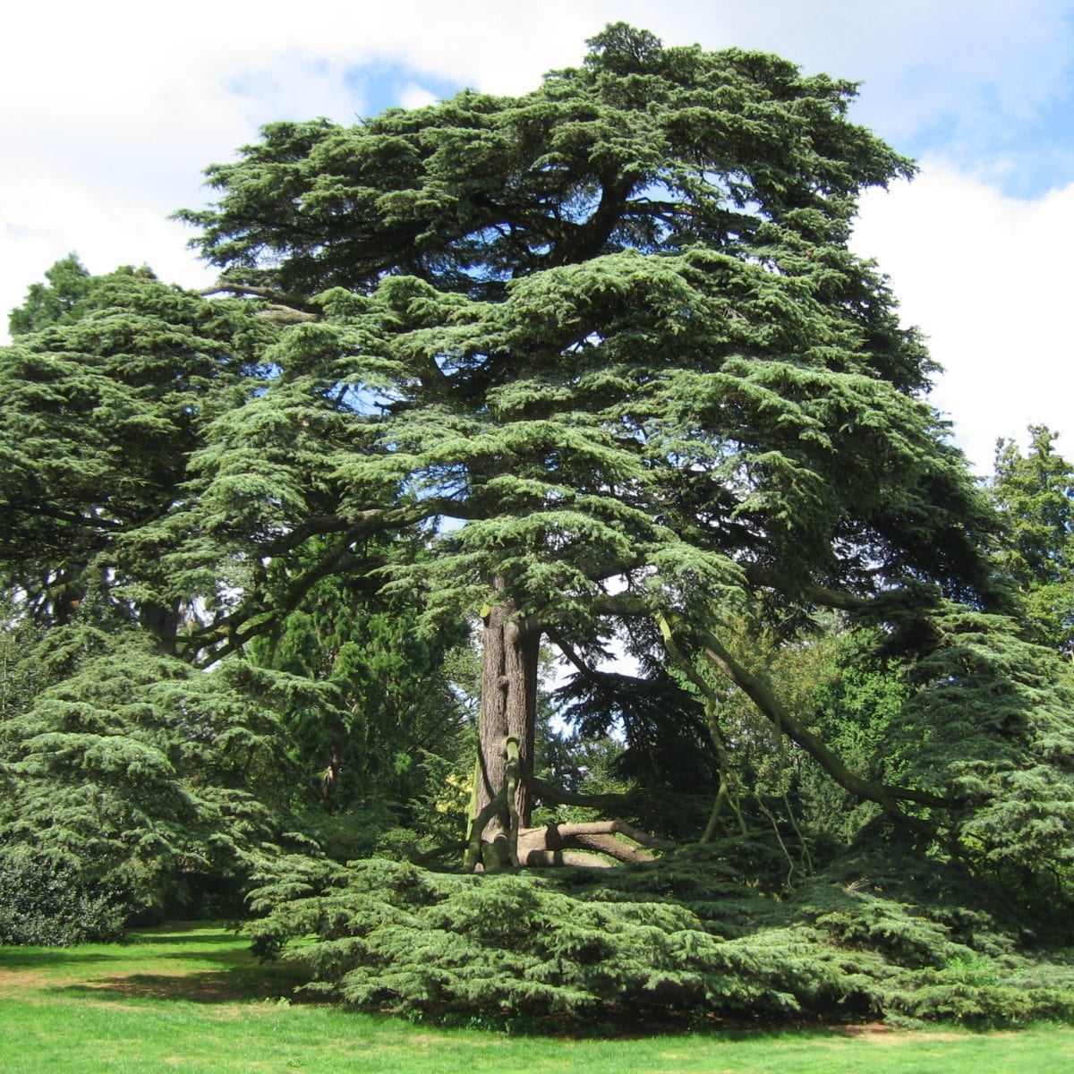 Lebanese Cedar Tree | Cedrus libani – Roots Plants