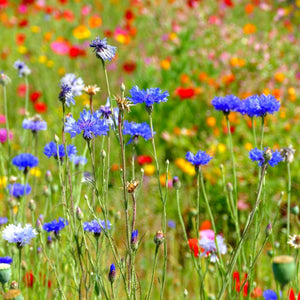 Wildflower Meadow Seed with Empathy Rootgrow™ Perennial Bedding