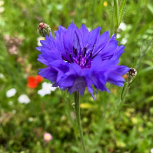 Wildflower Meadow Seed with Empathy Rootgrow™ Perennial Bedding