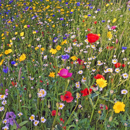 Wildflower Meadow Seed with Empathy Rootgrow™ Perennial Bedding