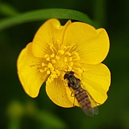 Wildflower Meadow Seed with Empathy Rootgrow™ Perennial Bedding