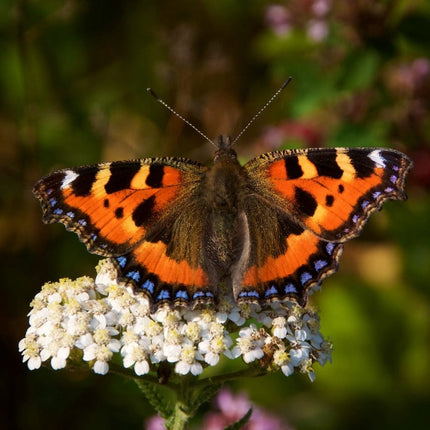 Wildflower Meadow Seed with Empathy Rootgrow™ Perennial Bedding