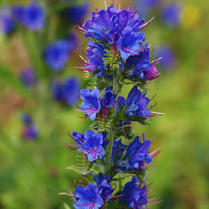 Wildflower Meadow Seed with Empathy Rootgrow™ Perennial Bedding