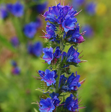 Wildflower Meadow Seed with Empathy Rootgrow™ Perennial Bedding