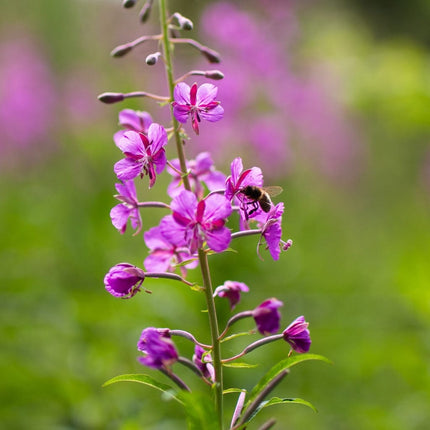 Wildflower Meadow Seed with Empathy Rootgrow™ Perennial Bedding