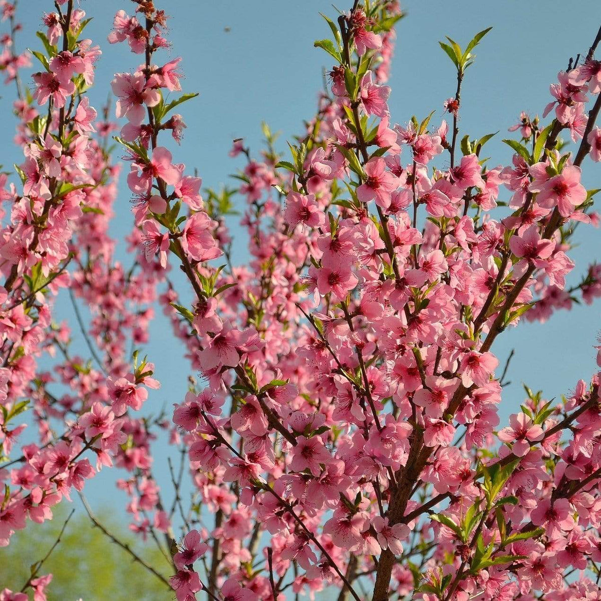 'Avalon Pride' Peach Tree – Roots Plants