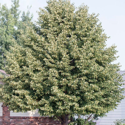 Silver Lime Tree | Tilia tomentosa Ornamental Trees