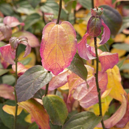 Parrotia 'Persian Spire' | 3L Pot Ornamental Trees