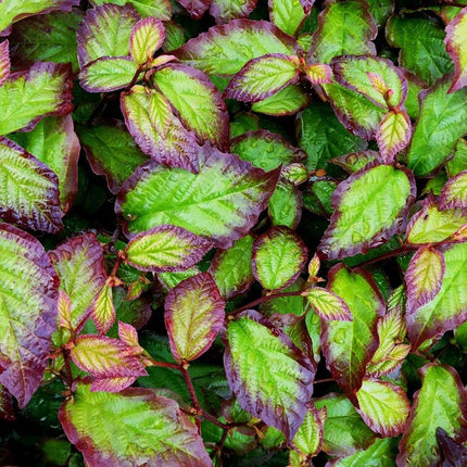 Parrotia 'Persian Spire' | 3L Pot Ornamental Trees