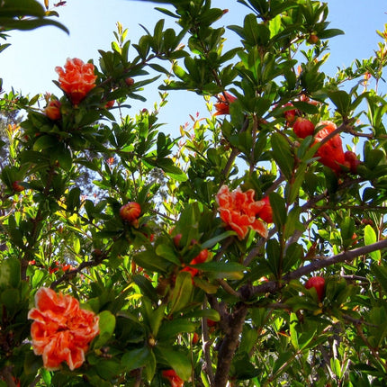 Provence Pomegranate Bush Soft Fruit