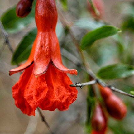 Provence Pomegranate Bush Soft Fruit