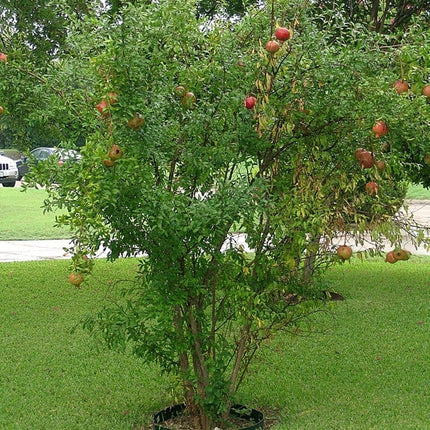 Provence Pomegranate Bush Soft Fruit