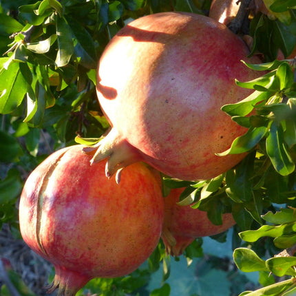 Provence Pomegranate Bush Soft Fruit